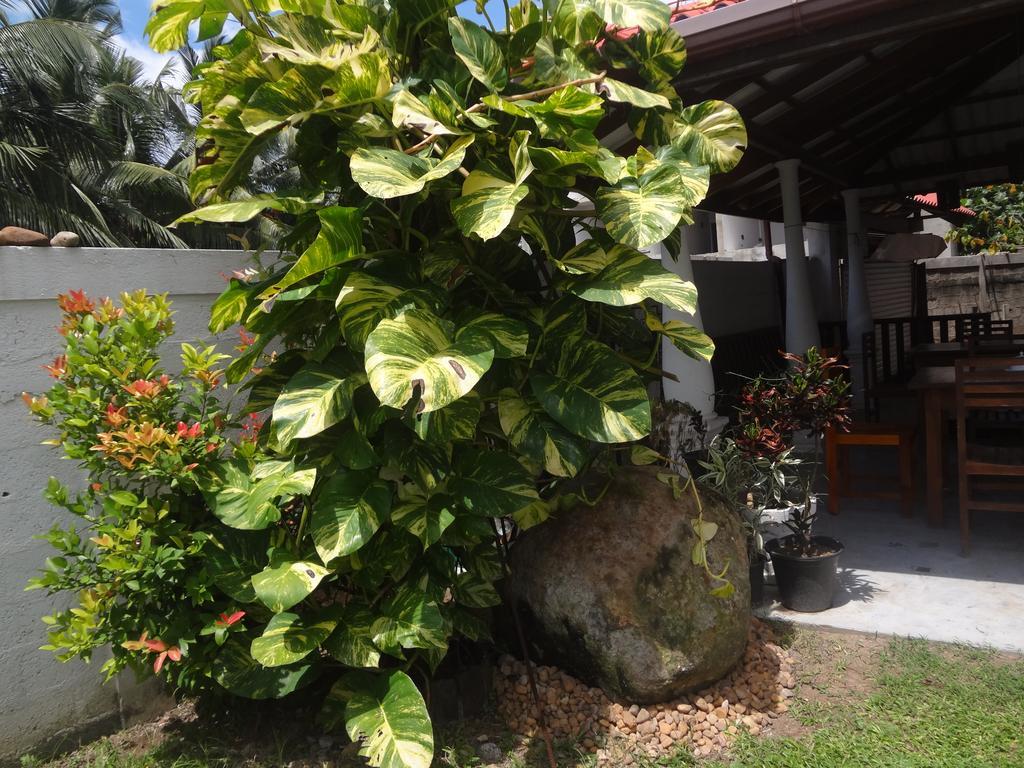 Ceylon Surf Guest And Restaurant Bed & Breakfast Weligama Eksteriør bilde